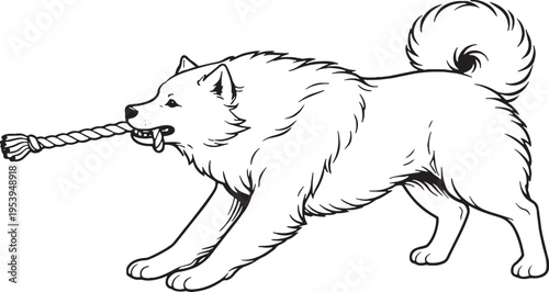 Samoyed Tugging Rope Pull Stance Black and White Line Art Illustration