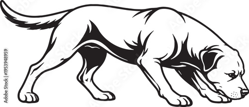 Rottweiler Sniff Tracking Nose Down Black and White Line Art Illustration