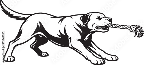 Rottweiler Tugging Rope Pull Stance Black and White Line Art Illustration