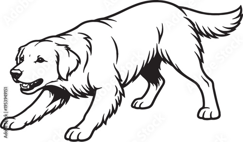 Golden Retriever Growling Low Guard Stance Black and White Line Art Illustration