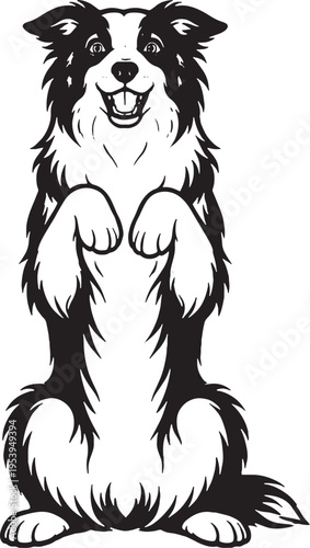Border Collie Sitting Beg Pose Front View Black and White Line Art