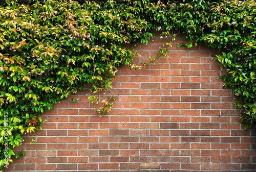 Foto The beautiful vintage brown brick wall with green creeper plant