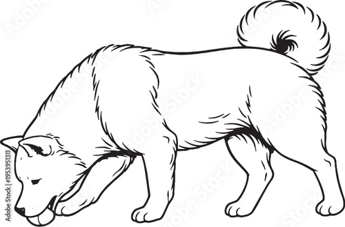 Akita Sniff Tracking Nose Down Black and White Line Art Illustration