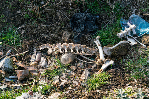 Animal bones and scattered garbage, including plastic bags and a glass jar, lie on the ground among grass and dirt, illustrating environmental pollution and waste.