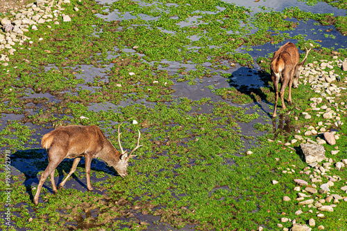 Deer living in semi-freedom since 1974 in the moat of the Jaca citadel in the city of Jaca, Huesca, Aragon, Spain