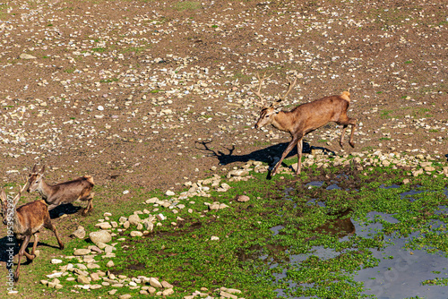 Deer living in semi-freedom since 1974 in the moat of the Jaca citadel in the city of Jaca, Huesca, Aragon, Spain
