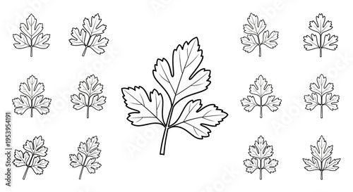 Detailed illustration of a maple leaf.
