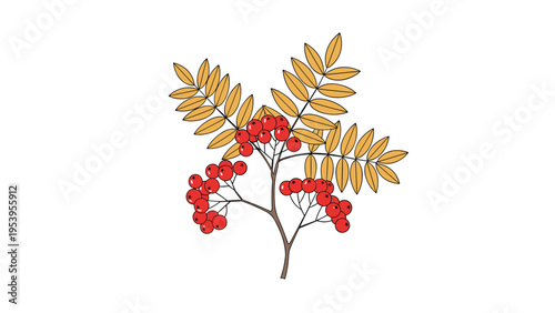 Detailed illustration of a rowan berry branch featuring vibrant red berries and golden orange autumn leaves against a white background.