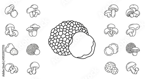 Mushrooms Fungi Various Illustrations Collection.