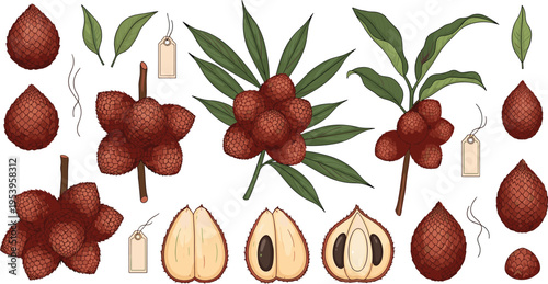 Salak snake fruit botanical set with whole fruits cross sections seeds leaves and tropical plant branches flat vector illustration
