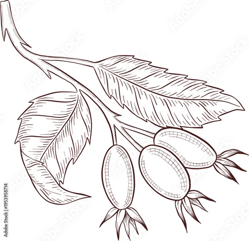 Black and white engraving style illustration set of tea cup, tea pot, tea leaves, tea bag and rose hip flowers and berries, detailed linework for packaging, social media, menu