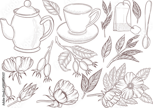 Black and white engraving style illustration set of tea cup, tea pot, tea leaves, tea bag and rose hip flowers and berries, detailed linework for packaging, social media, menu