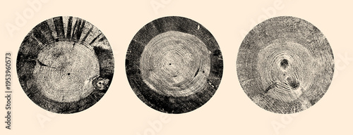 Collection of tree ring cross sections, wood slices isolated. Tree stump cuts with natural growth rings, trunk slabs, detailed ring patterns. Organic wood texture elements for background design.