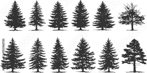A collection of various coniferous pine tree silhouettes isolated on a plain white background