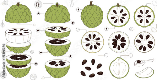 Soursop fruit anatomy diagram with whole fruit cross section seeds pulp and botanical details tropical flat vector illustration