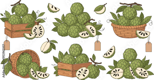 Soursop fruit collection with whole fruits slices leaves baskets and crates tropical cherimoya flat vector illustration set