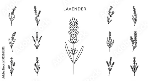 Lavender flowers and botanical illustrations.