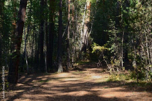 footpath in the woods