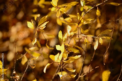 yellow autumn leaves