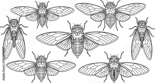Detailed Cicada Insect Vector Set with Hand Drawn Line Art Illustrations, Symmetrical Wings, Entomology Study Design, Vintage Engraving Style Collection