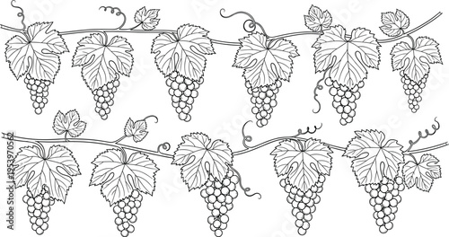 Grape Vine Line Art Vector Set with Hanging Fruit Clusters and Detailed Leaves, Botanical Illustration, Vineyard Elements, and Vintage Engraving Style Design