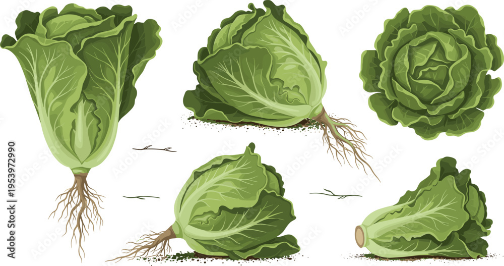 Naklejka premium Fresh green cabbage collection with whole heads, cut sections and roots in realistic organic vegetable style vector illustration set