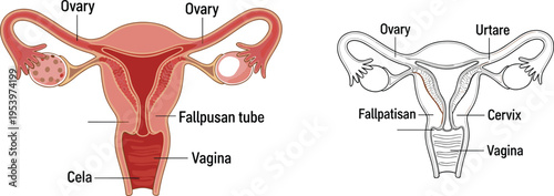 Female reproductive system anatomy illustration with labeled uterus, ovaries, fallopian tubes and cervix in medical educational vector diagram