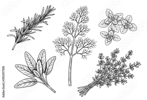 Set of Vector Sketches of Herbs Used as Spices