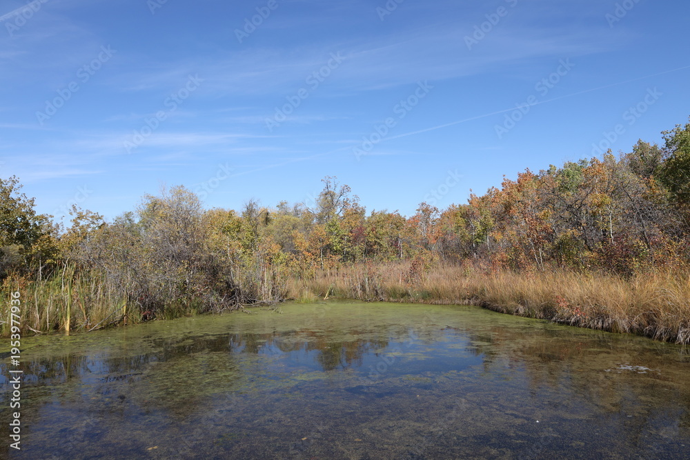 Fototapeta premium prairie marsh in bright autumn sunshine under clear blue skies (wide-angle, panorama, seasonal, boreal-forest)