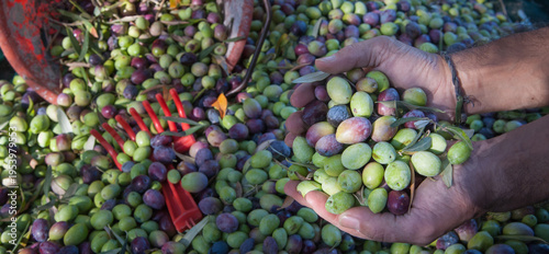 Olive harvesting:  farmer holding a heap of just picked olives