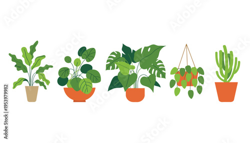 Plant illustration with various green plants in pots and hanging baskets