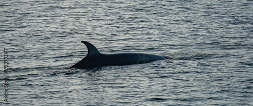 Photos Water spouts from Slei Whales - Crusing the Beagle Channel between Chile and Arg