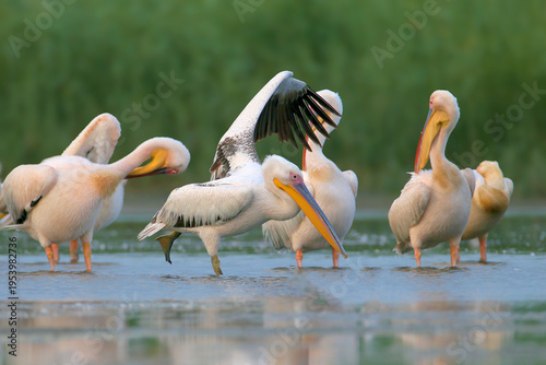 A group of adult great white pelicans (Pelecanus onocrotalus) preening and resting in a shallow wetland.