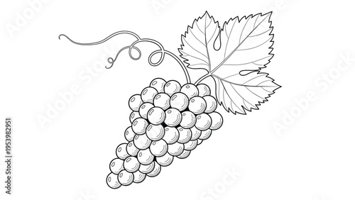 Artistic line drawing depicts a lush bunch of grapes hanging from a vine with a large leaf and delicate curly tendrils on a white background.