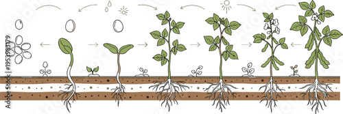 Plant growth stages from seed germination to mature plant with roots leaves and sunlight process vector illustration