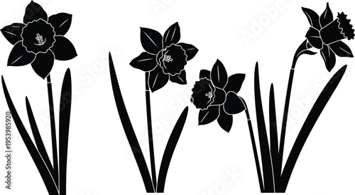 Daffodil flower silhouette set with blooming narcissus stems, spring garden floral icons, and botanical blossom illustrations isolated on white background