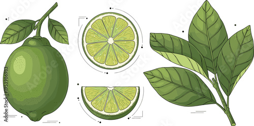 Lime fruit botanical illustration with whole citrus sliced pieces and green leaves detailed natural vector set