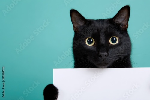 Curious black cat holding blank sign against teal background close-up portrait with large yellow eyes and visible paws perfect for message or banner use