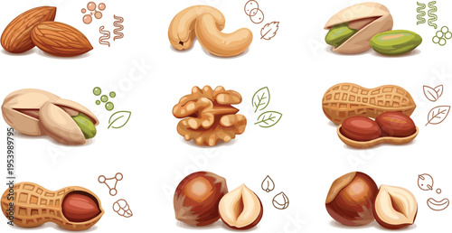Assorted nuts collection with almond cashew pistachio walnut peanut and hazelnut healthy snack vector illustration set