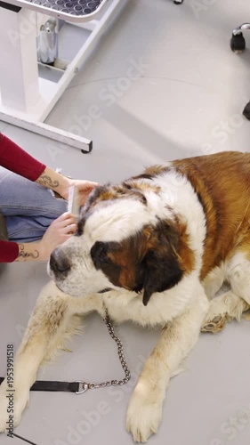 A person gently brushes a large dog at a vet clinic. The dog looks relaxed while receiving attention. The setting is clean and equipped for pet care.