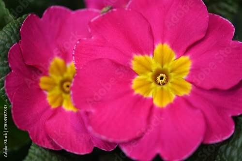 Spring. Pink flowers