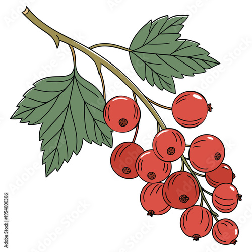 Redcurrant Berries Branch Illustration Vector

