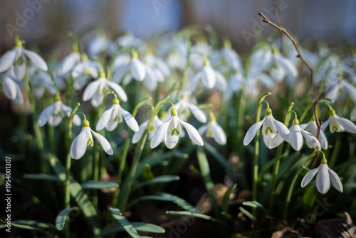 Gentle snowdrops in spring sunlight: first blooms of the season