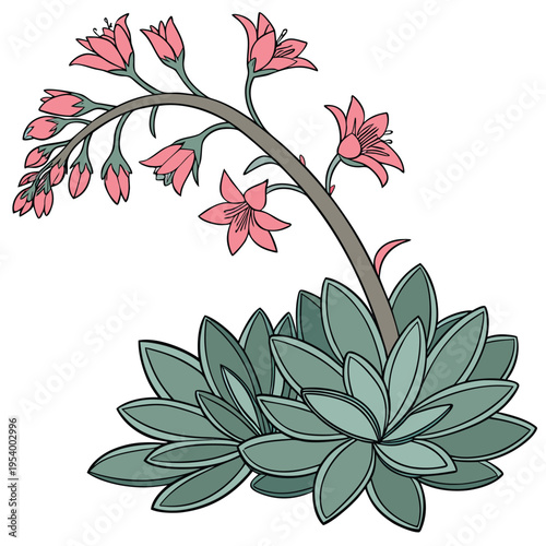 Succulent Plant Illustration with Pink Flowers Vector

