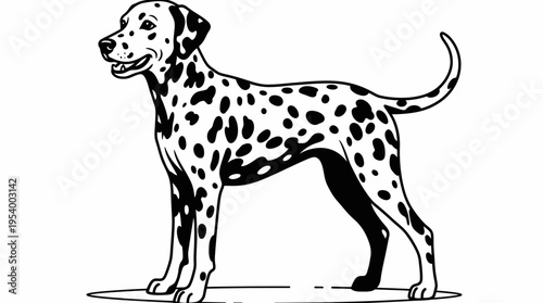 Black and white illustration of a happy Dalmatian dog standing, with characteristic spots and friendly expression, pet vector art.