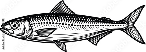 Sardine or herring fish vector illustration, black and white sea life silhouette, hand drawn aquatic animal, nautical design element, icon.