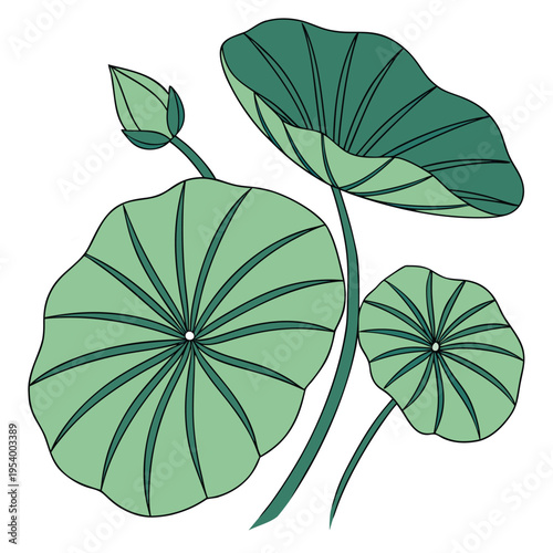 Lotus Leaves and Bud Illustration Vector


