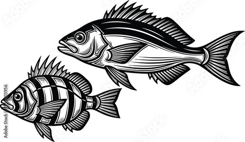 Two fish vector illustrations, black and white sea life silhouettes, hand drawn aquatic animals, nautical design elements, marine biology icons, ocean.