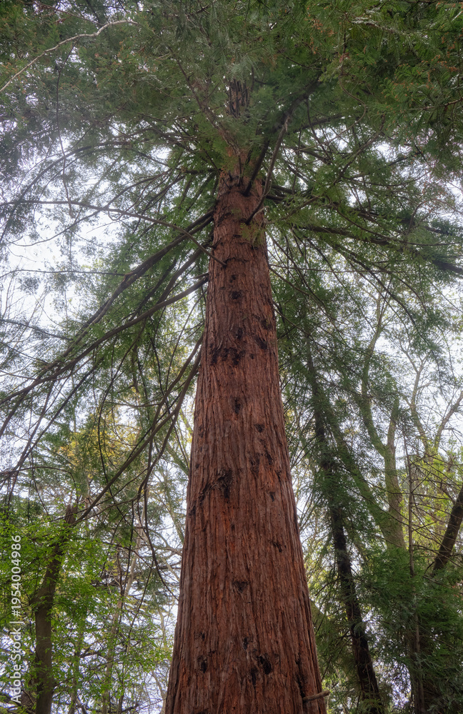Fototapeta premium Sequoia tree in the park. Sirius. Krasnodar Krai. Russia