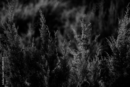 Juniper field in black and white within Texas landscape, calm natural background.